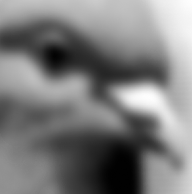 pigeon-intel image